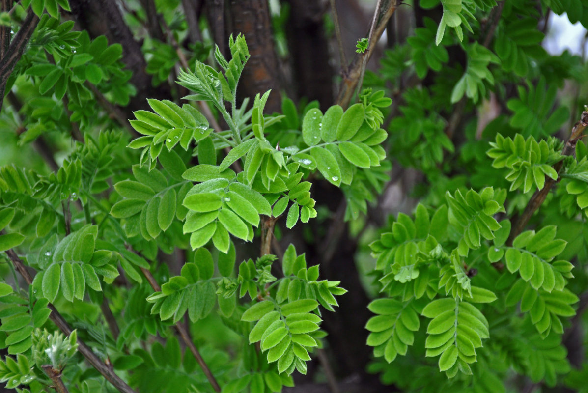 Изображение особи Caragana arborescens.