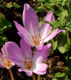 Colchicum speciosum. Цветки. Москва, музей-усадьба Кусково, в культуре. Октябрь 2020 г.