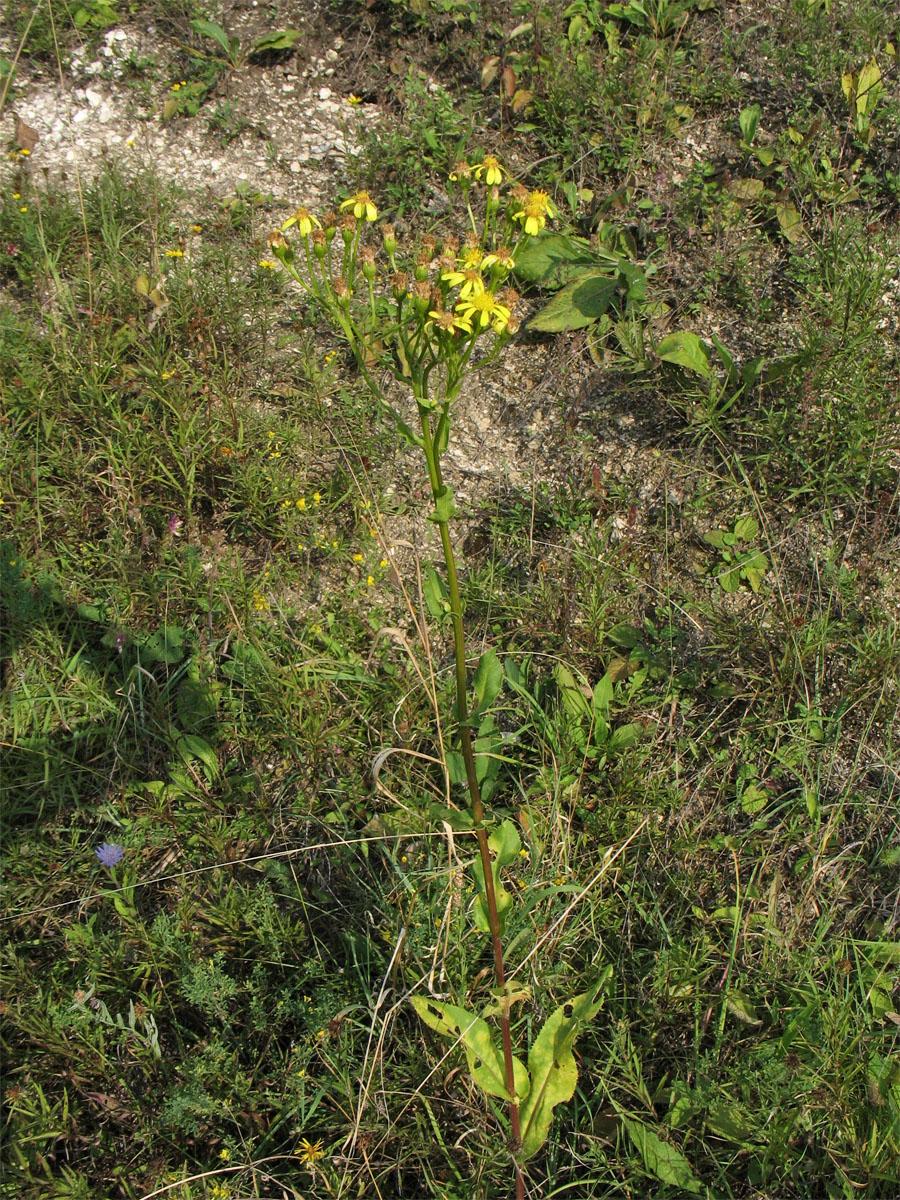 Изображение особи Senecio umbrosus.