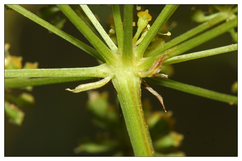 Изображение особи Xanthoselinum alsaticum.