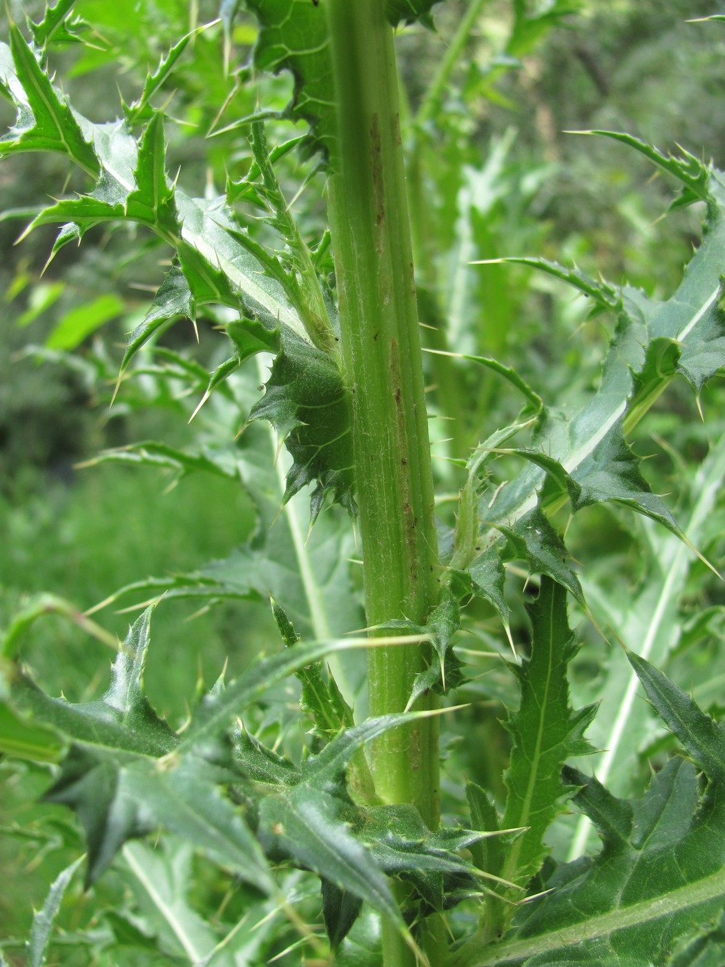 Изображение особи Cirsium elbrusense.