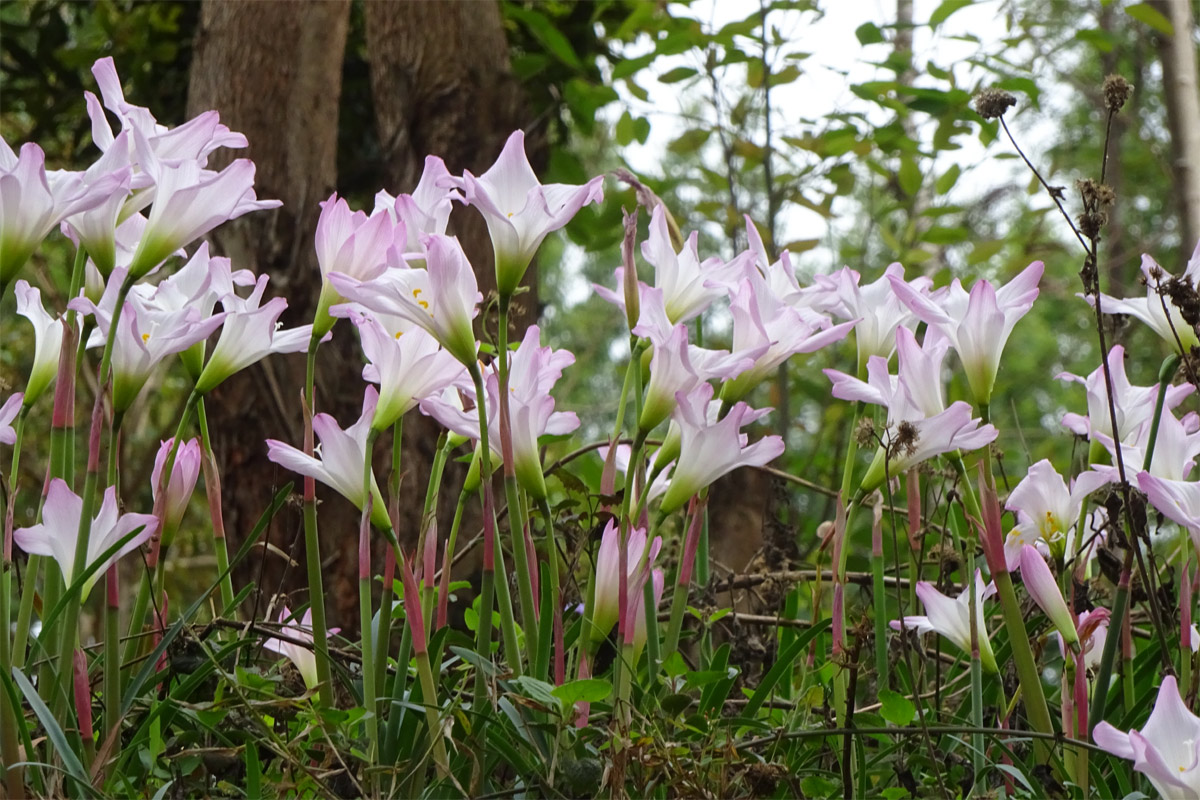 Image of Zephyranthes rosea specimen.