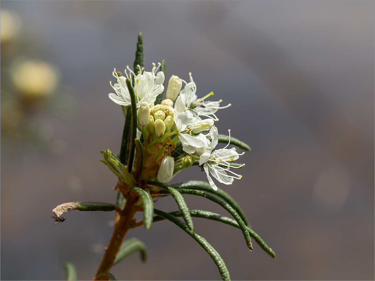 Image of Ledum palustre specimen.