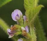 Image of taxon representative. Author is Вера Волкотруб