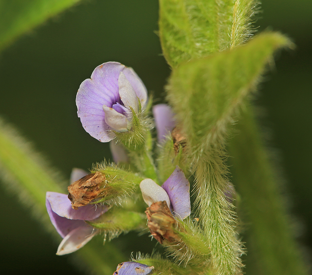 Image of Glycine max specimen.