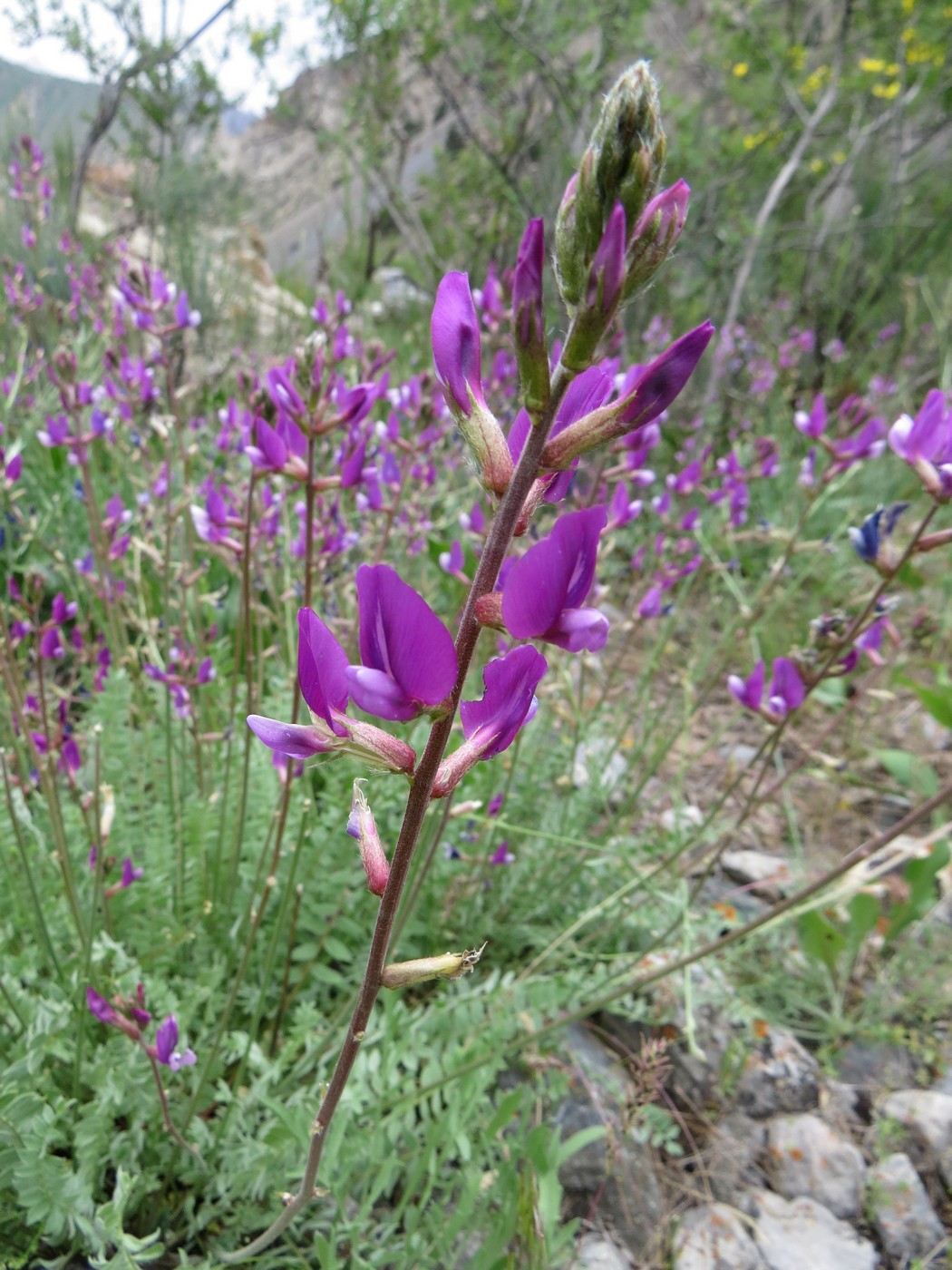 Изображение особи Oxytropis capusii.