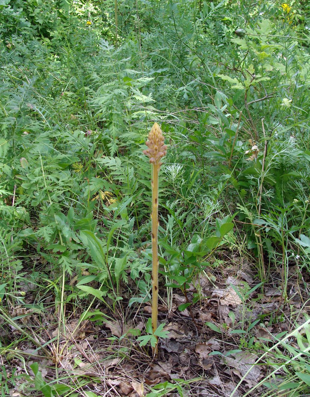 Image of Orobanche bartlingii specimen.