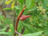 Spiraea crenata. Часть побега с галлом. Кабардино-Балкария, Эльбрусский р-н, окр. с. Нейтрино, ок. 1850 м н.у.м., субальпийский луг. 09.07.2020.