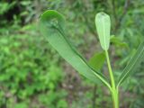 Salix elbursensis. Лист с повреждением (вид снизу). Краснодарский край, Абинский р-н, ст-ца Холмская, берег р. Хабль. 13.05.2020.