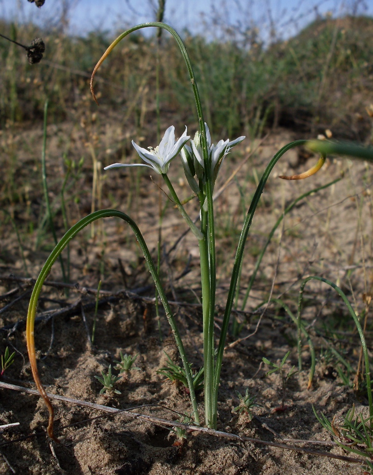 Image of Ornithogalum kochii specimen.