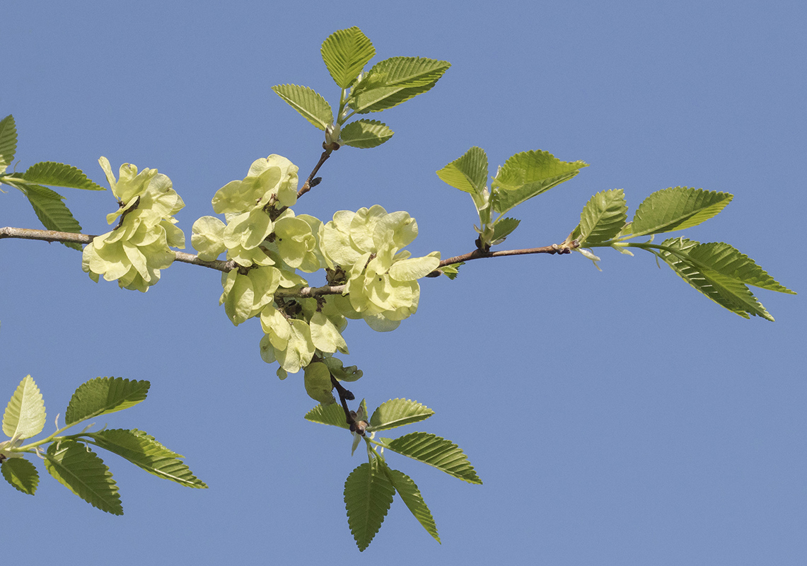 Image of Ulmus pumila specimen.