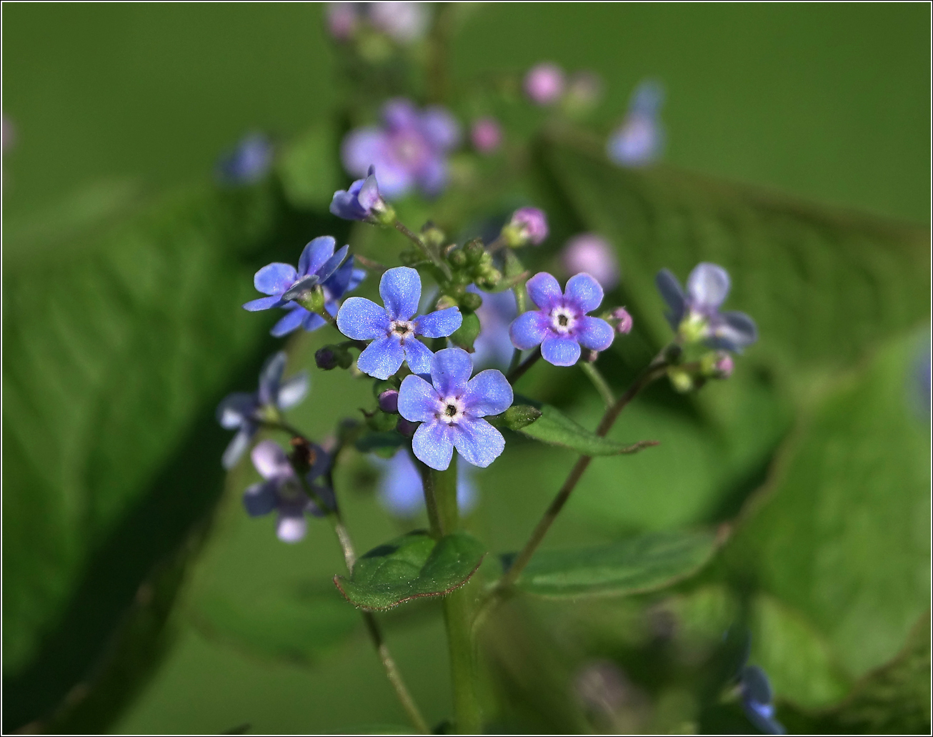 Изображение особи Brunnera sibirica.