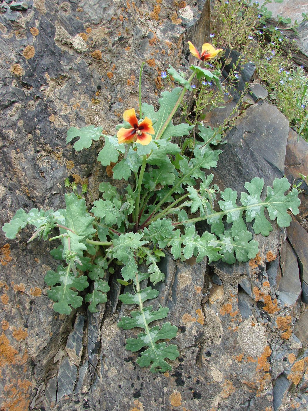 Изображение особи Glaucium elegans.