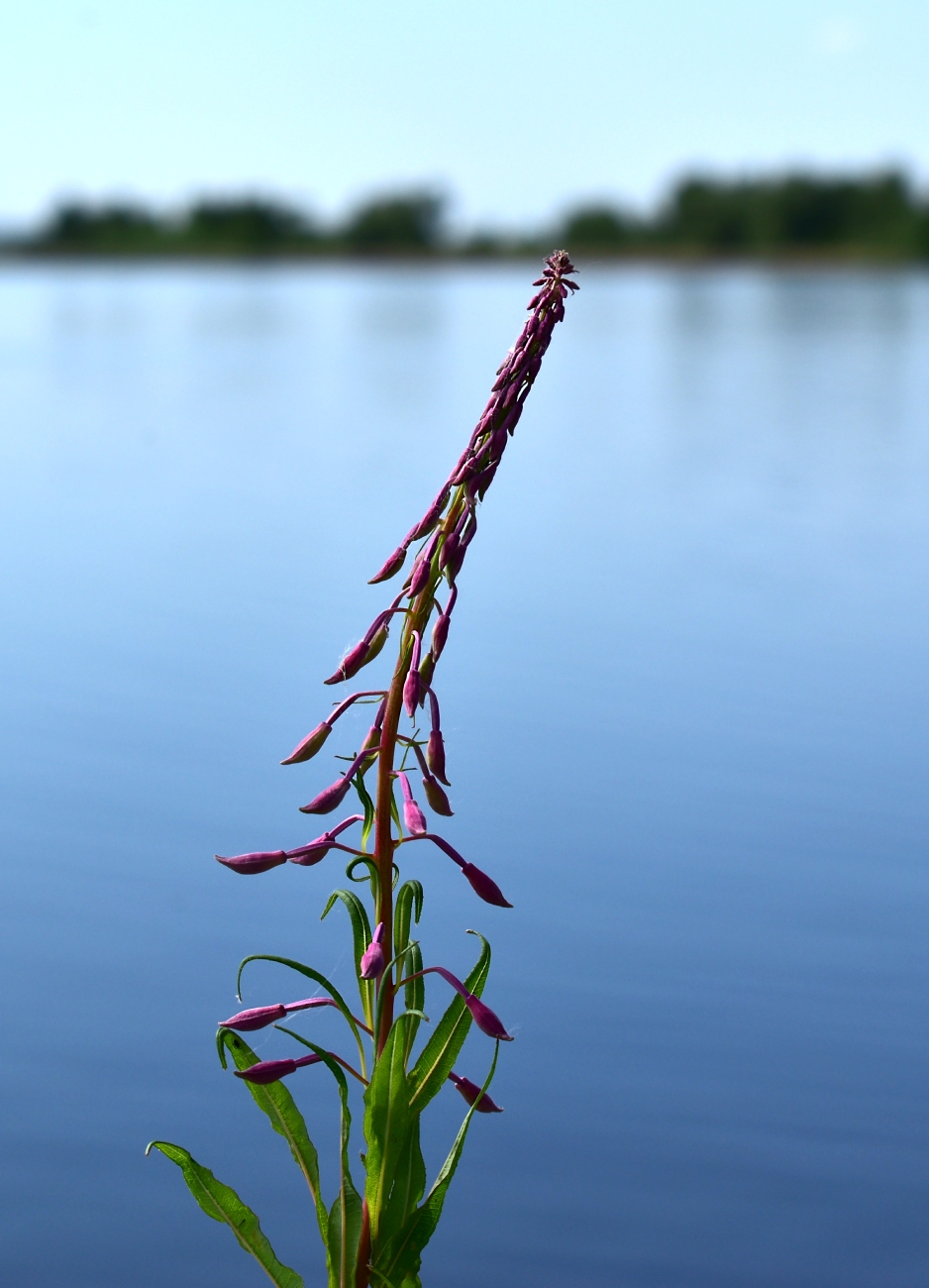 Image of Chamaenerion angustifolium specimen.