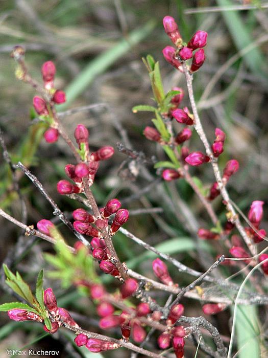 Изображение особи Amygdalus nana.