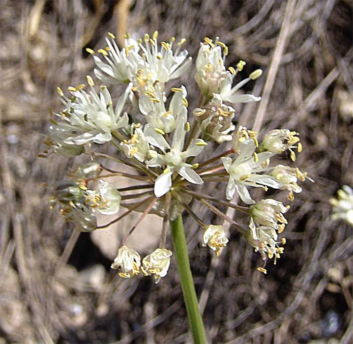 Image of Allium denudatum specimen.