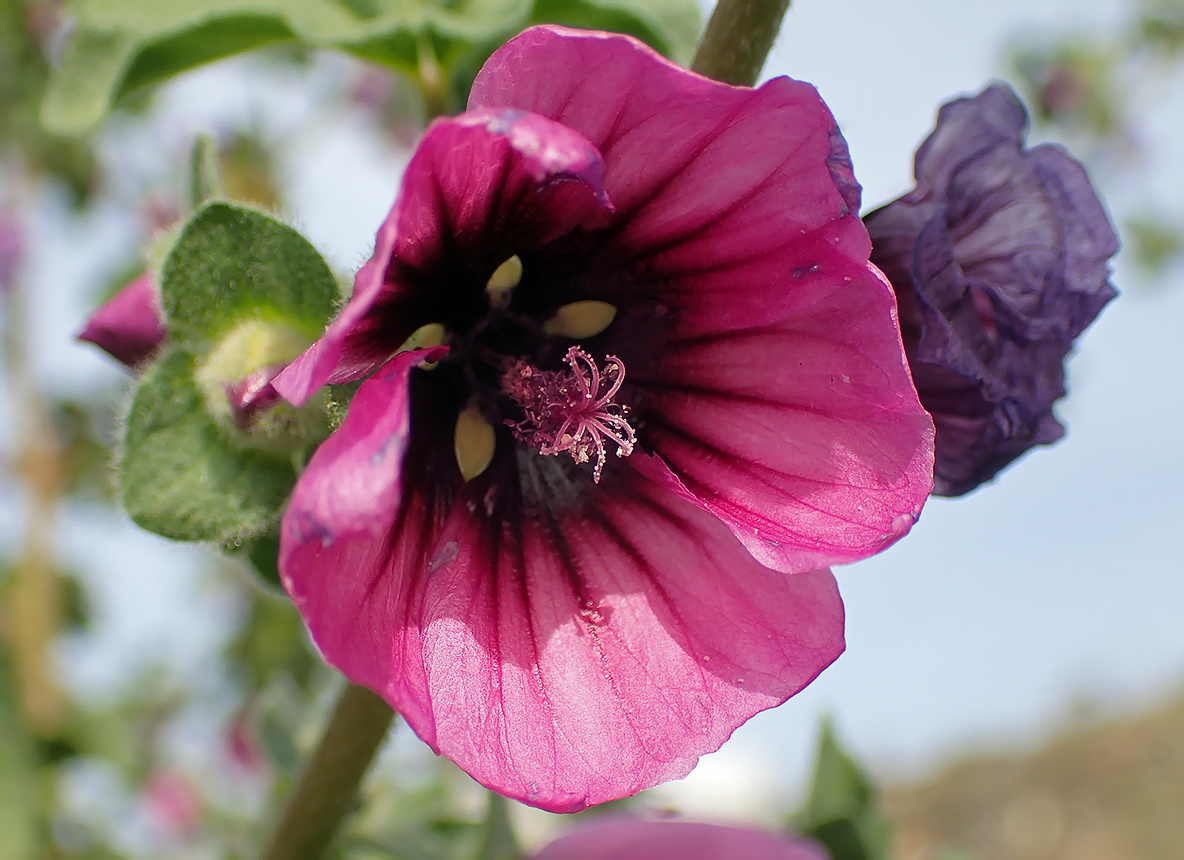 Image of Malva arborea specimen.