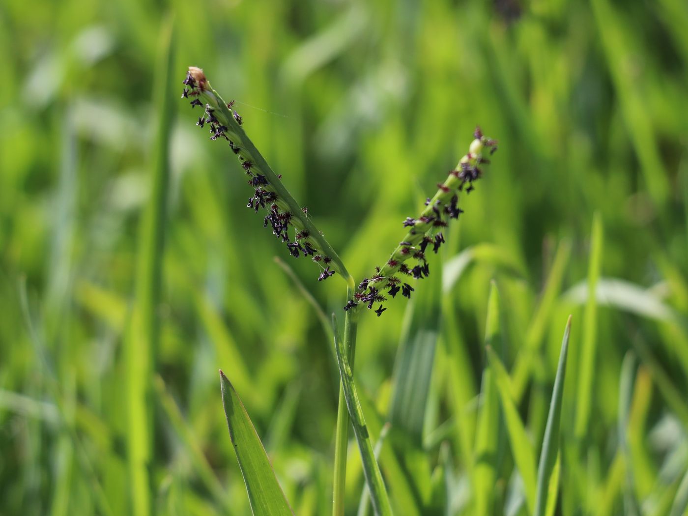 Изображение особи Paspalum paspalodes.