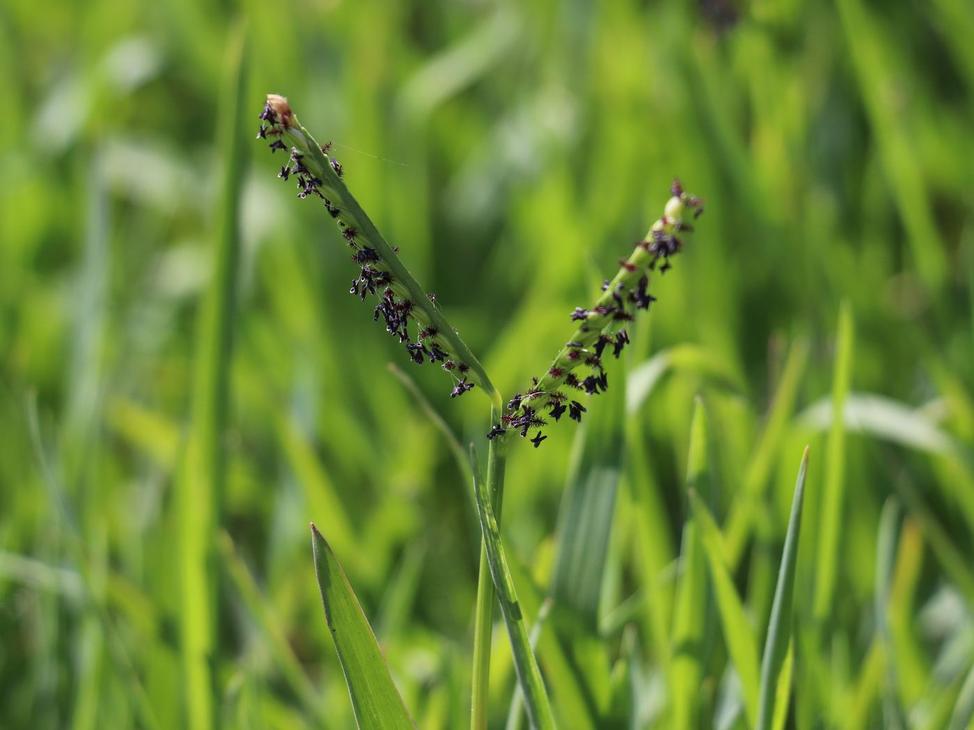 Image of Paspalum paspalodes specimen.