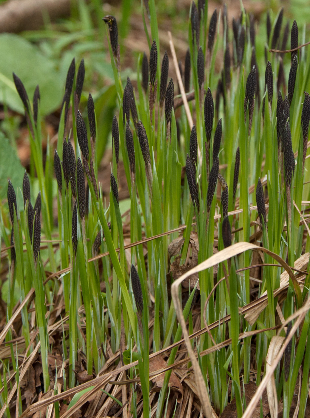 Изображение особи род Carex.