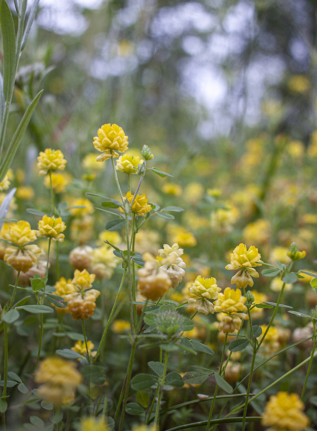 Image of Trifolium campestre specimen.