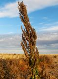 genus Chenopodium