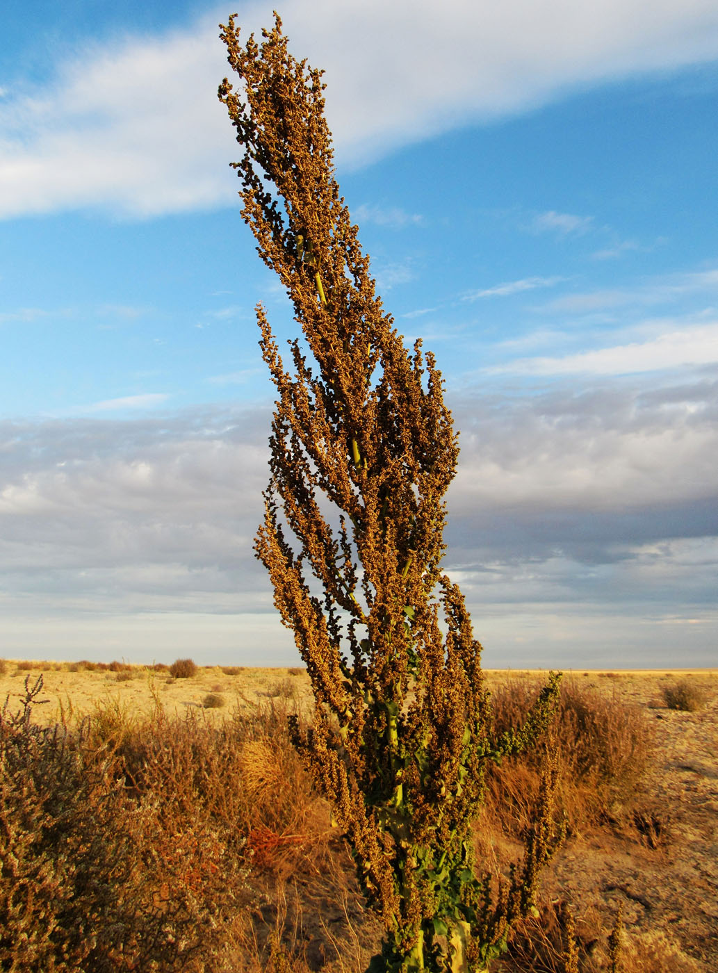 Изображение особи род Chenopodium.