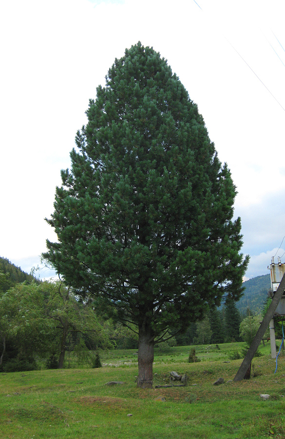 Image of Pinus cembra specimen.