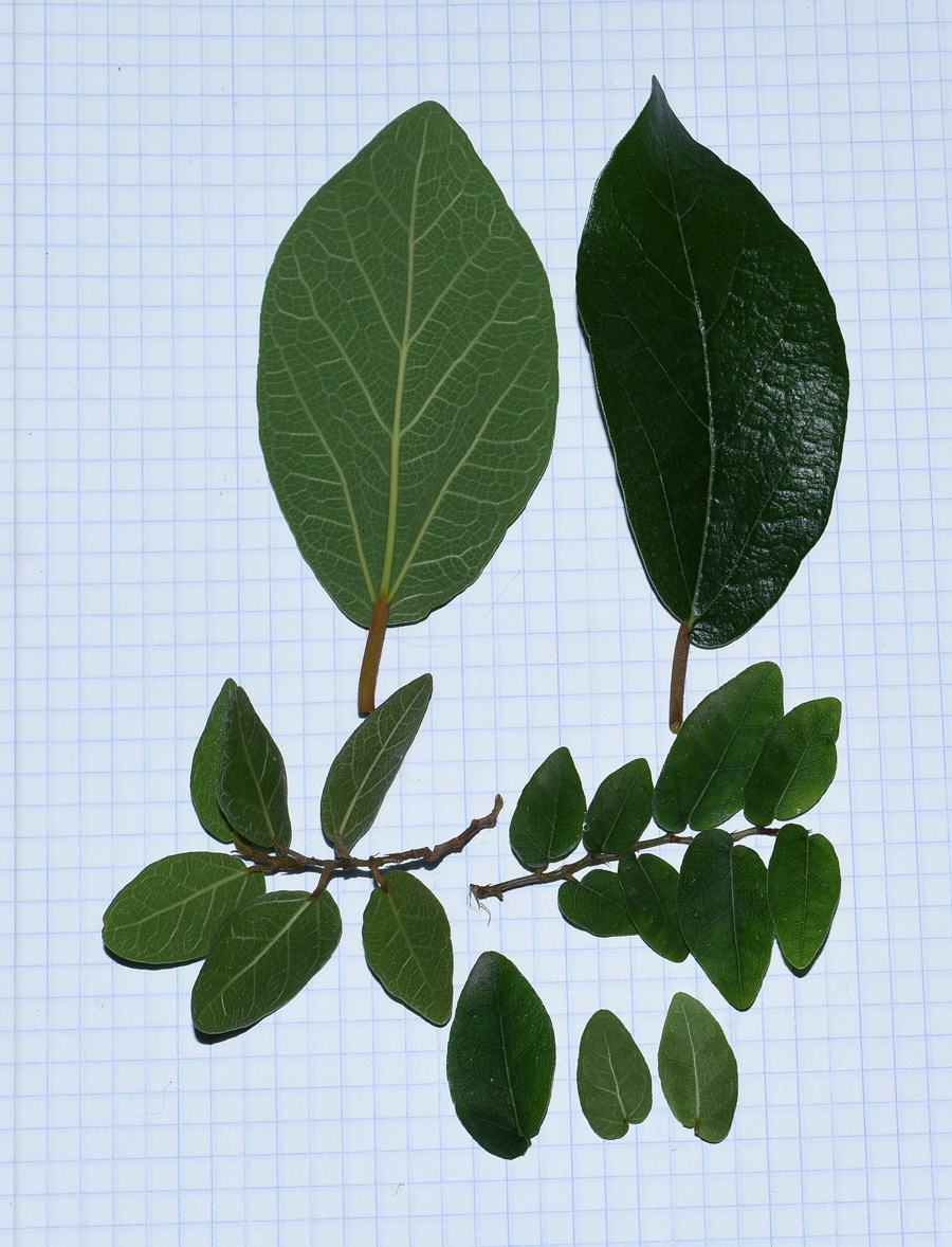 Изображение особи Ficus pumila.