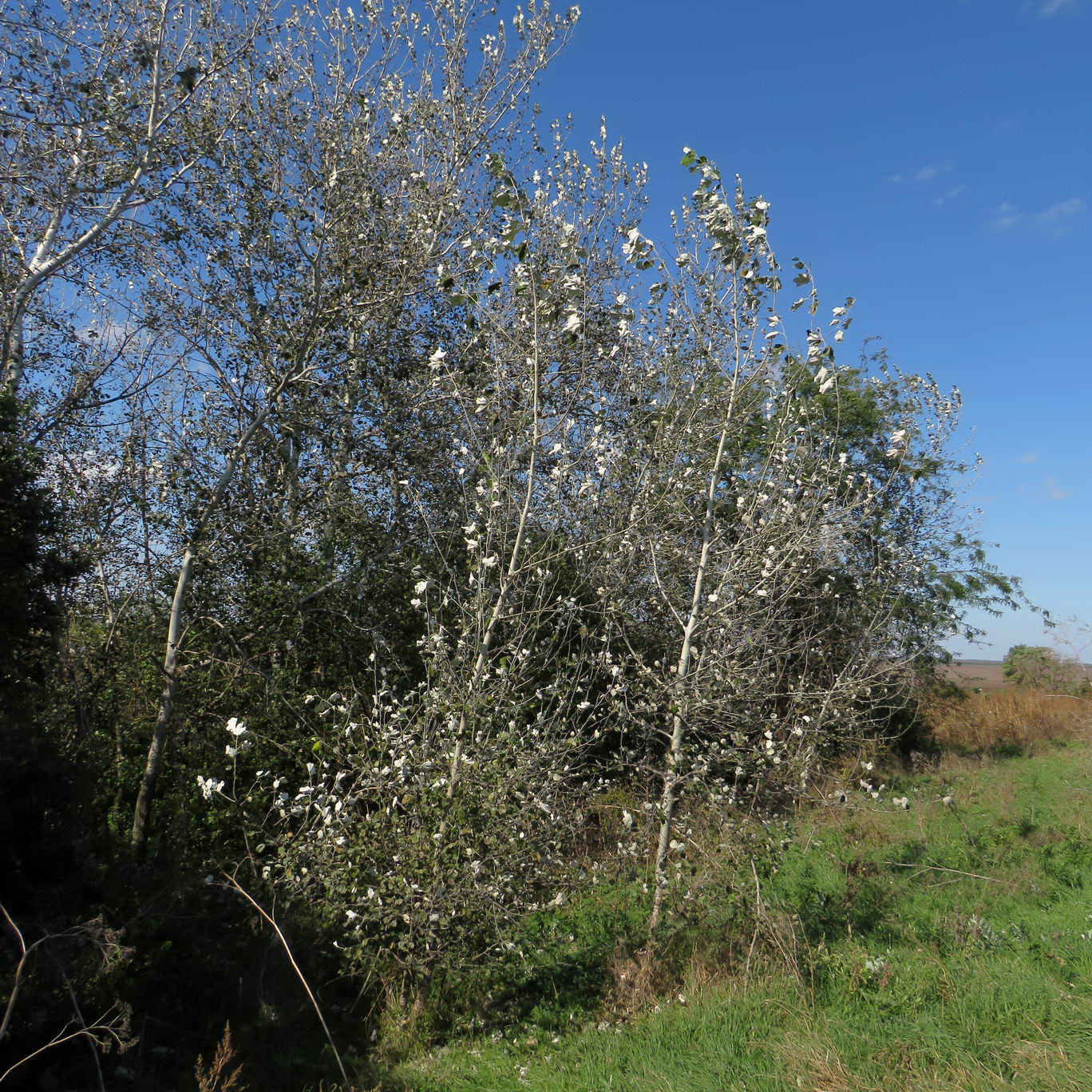 Image of Populus alba specimen.
