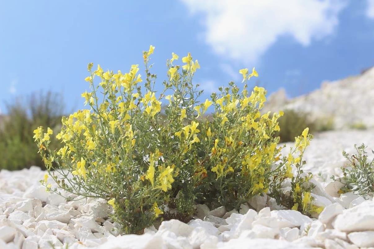 Изображение особи Linaria cretacea.