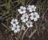 Gypsophila repens