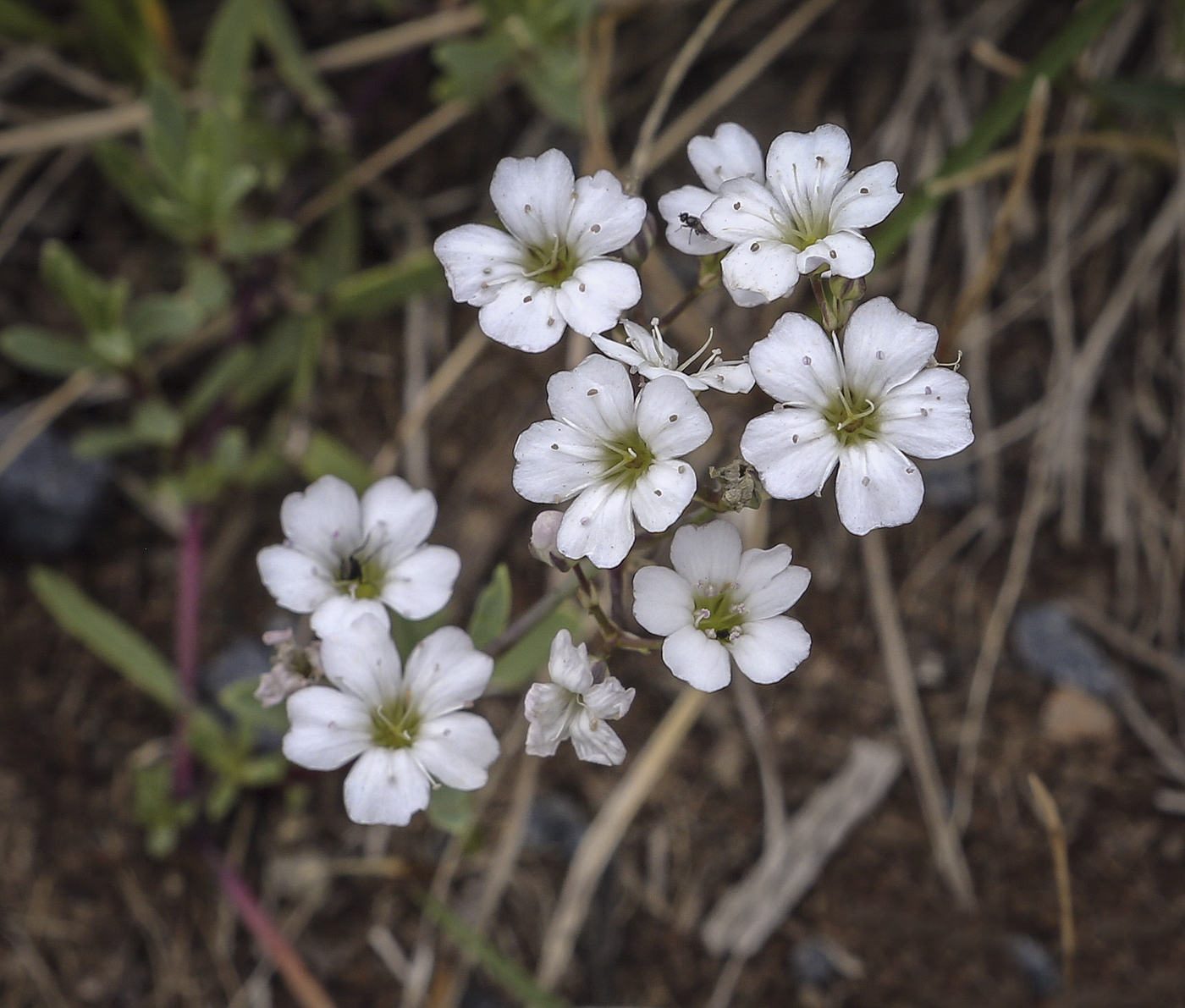 Изображение особи Gypsophila repens.