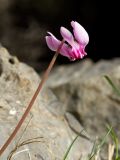 Cyclamen hederifolium подвид confusum. Цветонос с цветком. Греция, о-в Крит, ном Ханья (Νομός Χανίων), дим Киссамос (Κίσσαμος), окр. деревни Полириния (Πολυρρήνια), широколиственный лес вдоль русла временного водотока. 18 октября 2021 г.