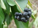 Hedera helix