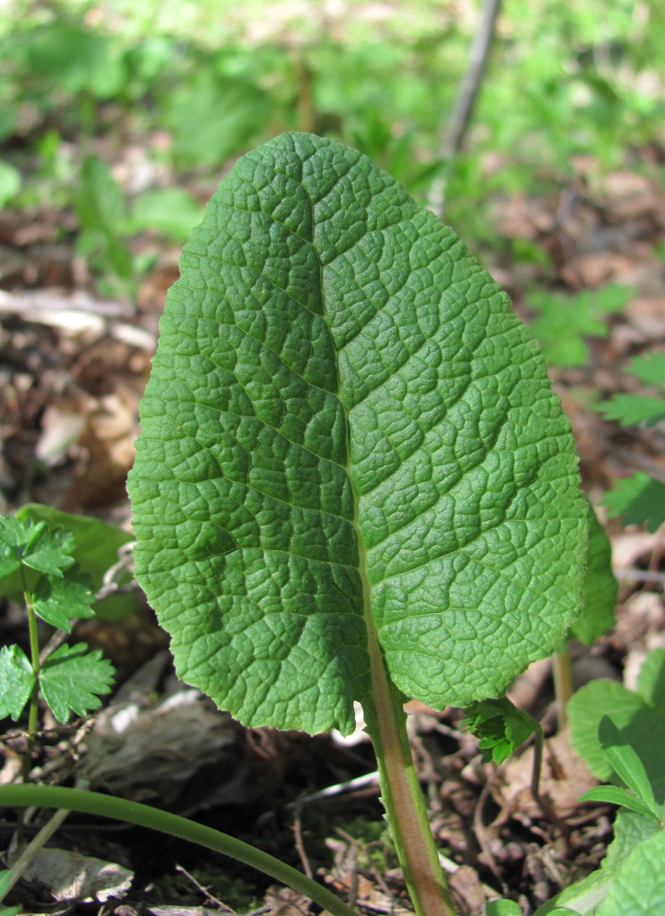 Image of Primula cordifolia specimen.