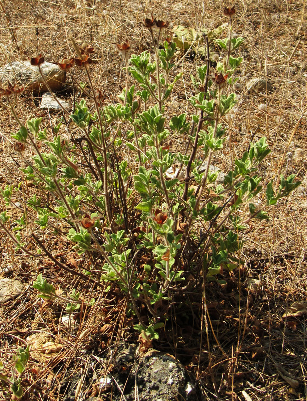 Image of Cistus creticus specimen.