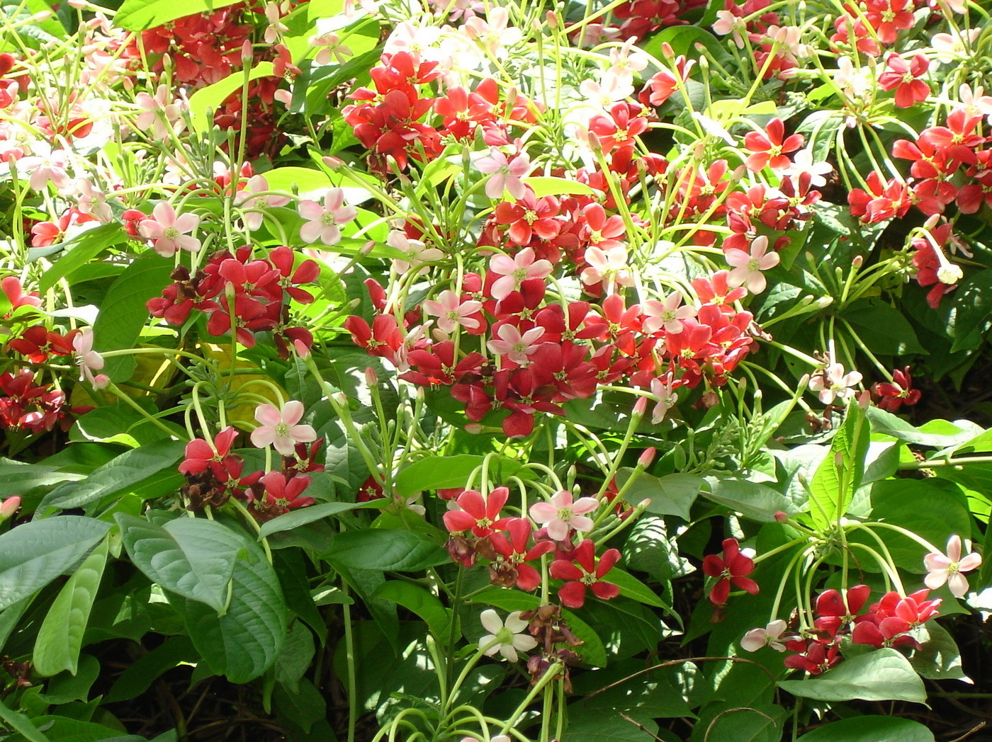 Image of Combretum indicum specimen.