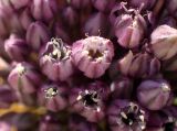 Allium polyanthum. Цветки. Греция, Эгейское море, о. Парос, пос. Дриос, используемая под автостоянку залежь. 19.05.2021.