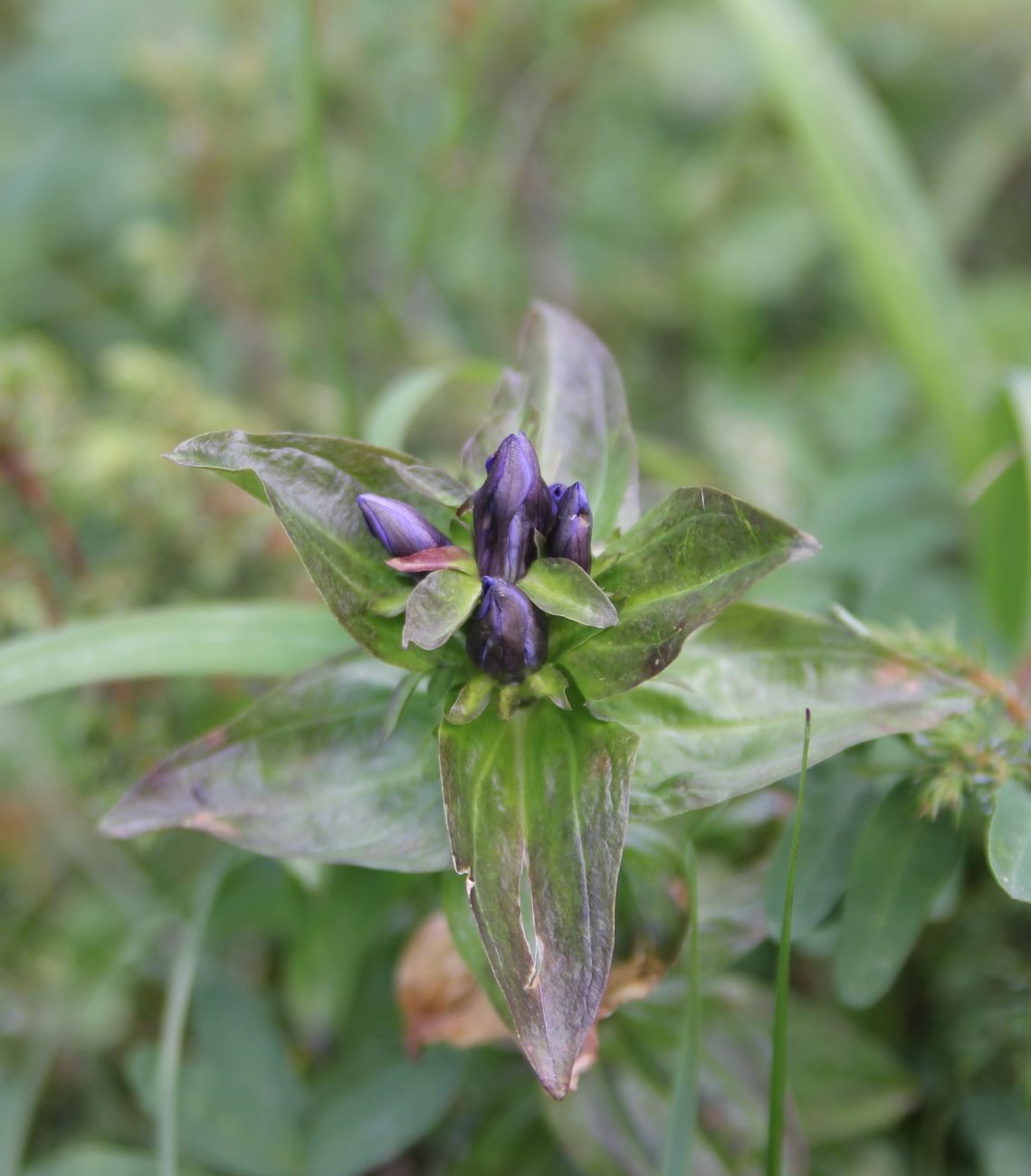 Image of Gentiana fischeri specimen.