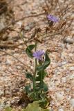 Lactuca tatarica. Цветущее и плодоносящее растение. Крым, Арабатская стрелка, пос. Соляное, ракушечный пляж. 8 августа 2021 г.