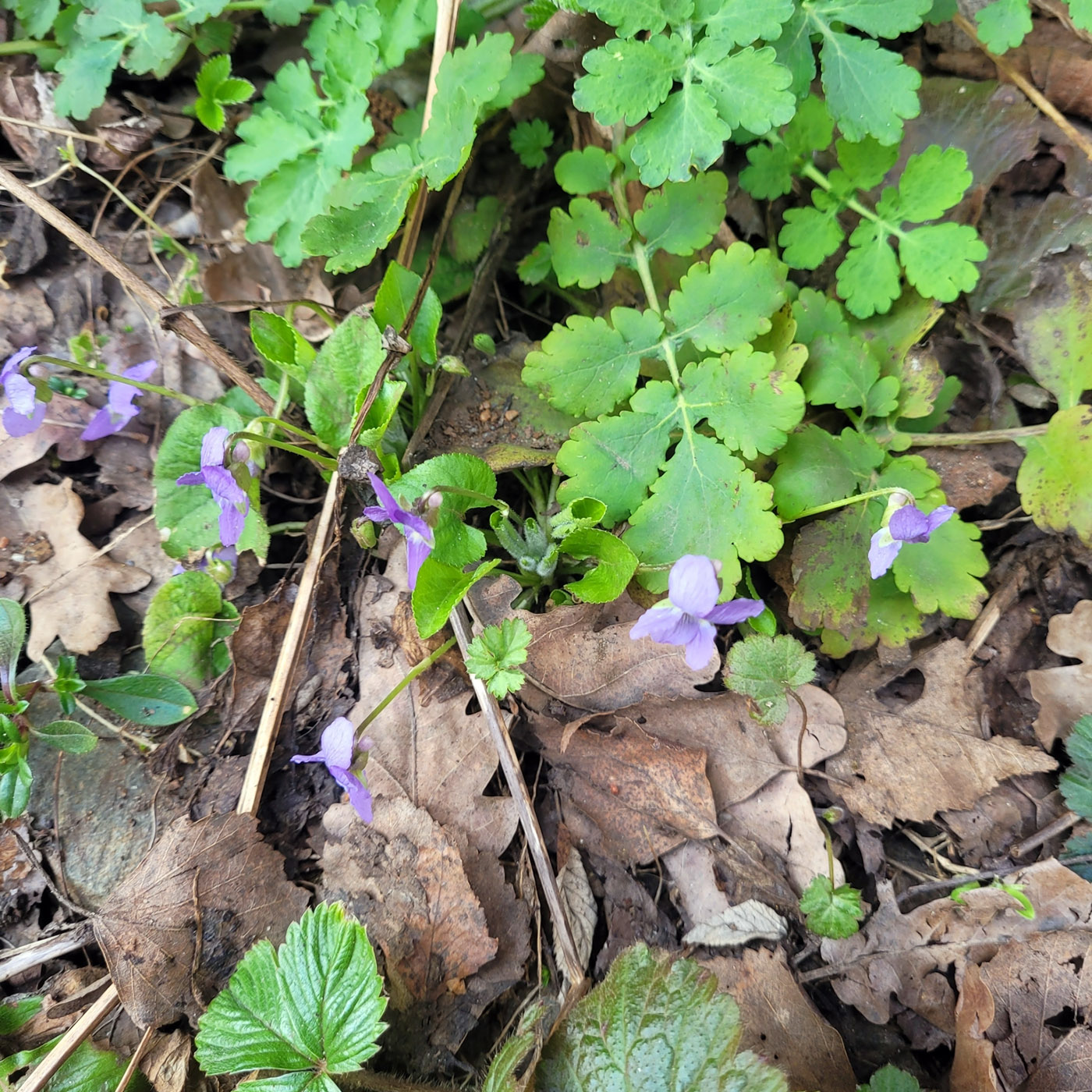 Image of Viola collina specimen.