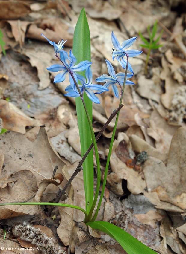 Изображение особи Scilla siberica.