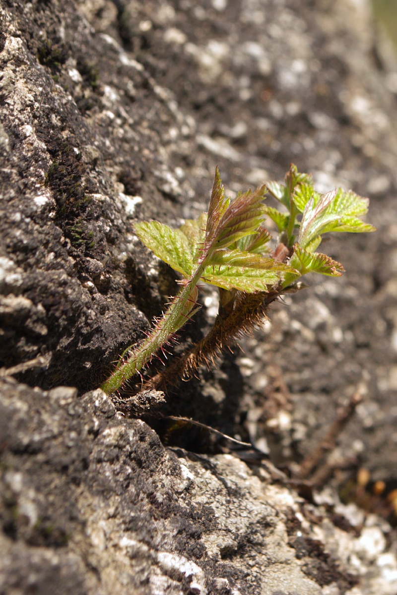 Изображение особи Rubus idaeus.