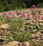 Silene compacta