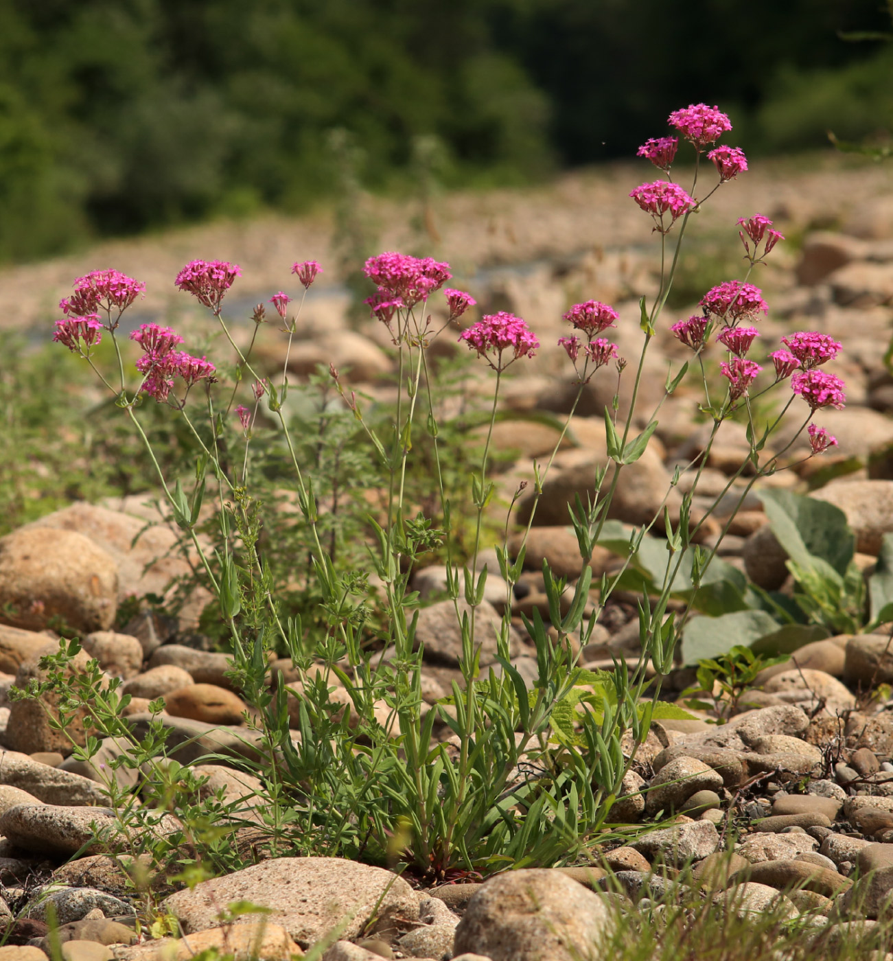 Изображение особи Silene compacta.