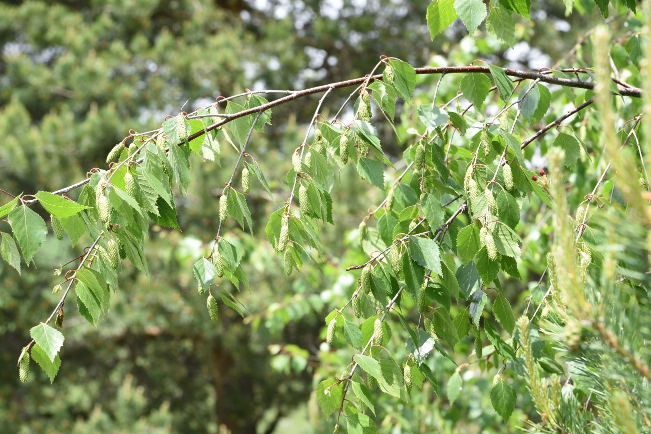 Image of Betula pendula specimen.