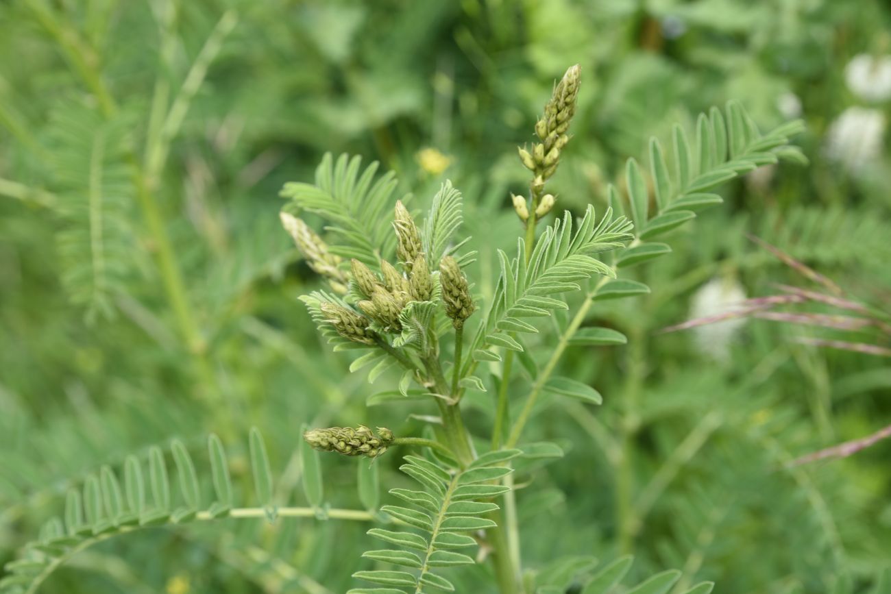 Изображение особи Astragalus falcatus.