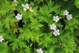 Geranium dahuricum. Часть цветущего растения. Приморский край, Ольгинский р-н, окр. пос. Тимофеевка, мыс Четырёх Скал, каменные россыпи у моря. 11.07.2022.