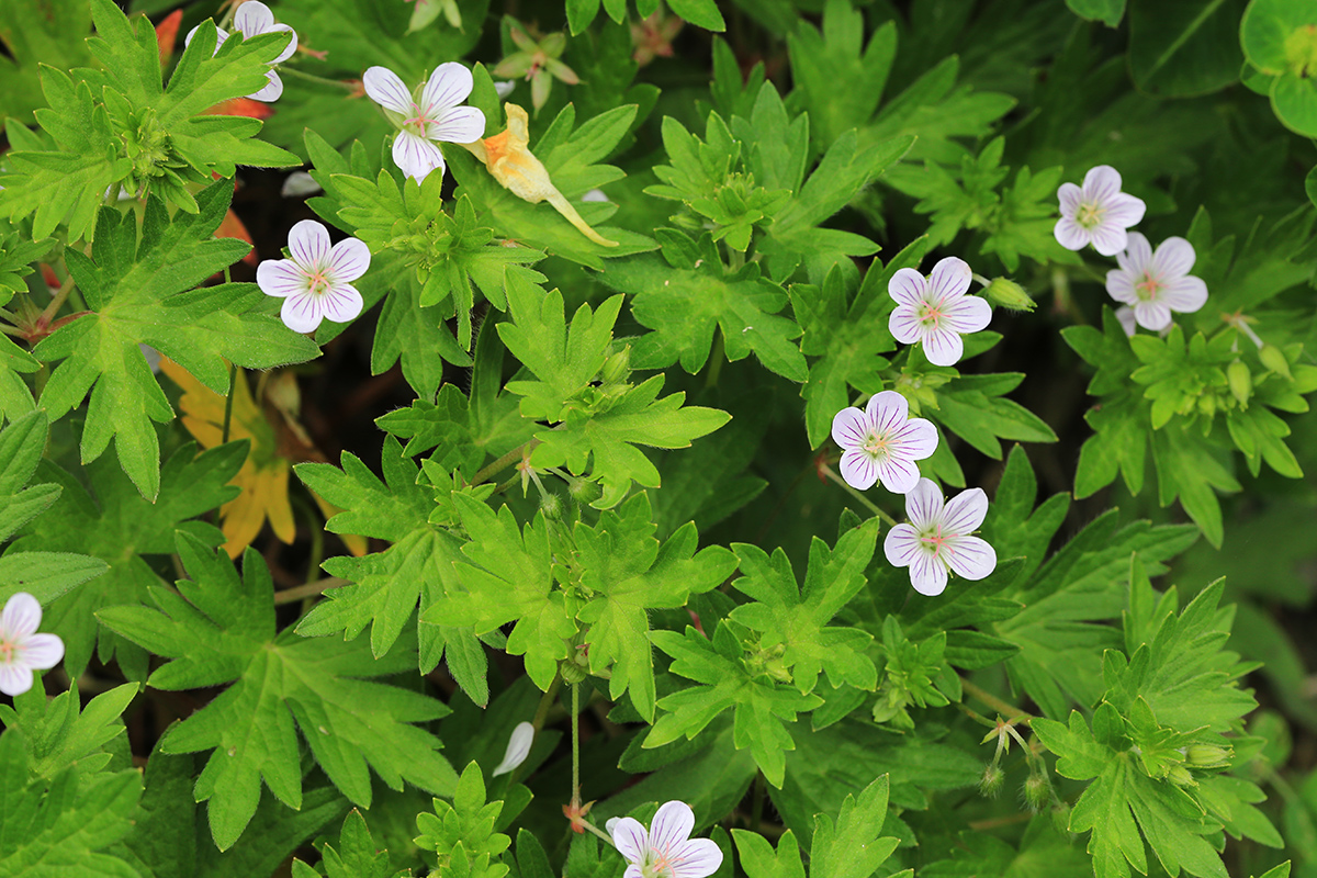 Изображение особи Geranium dahuricum.